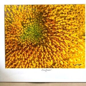 Photo ‘Sunflower’ matted and ready to frame